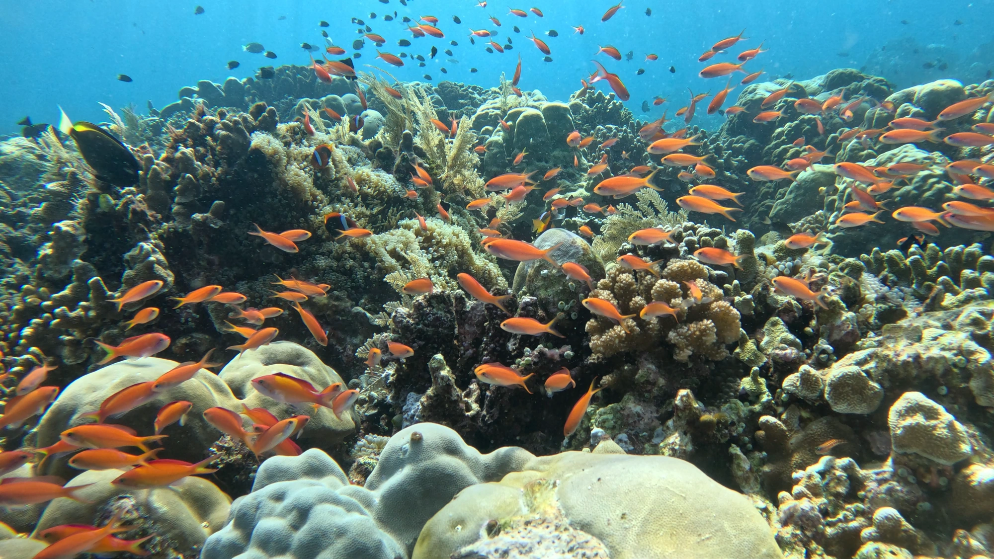 Orange anthias swimming over a coral reef in Phuket